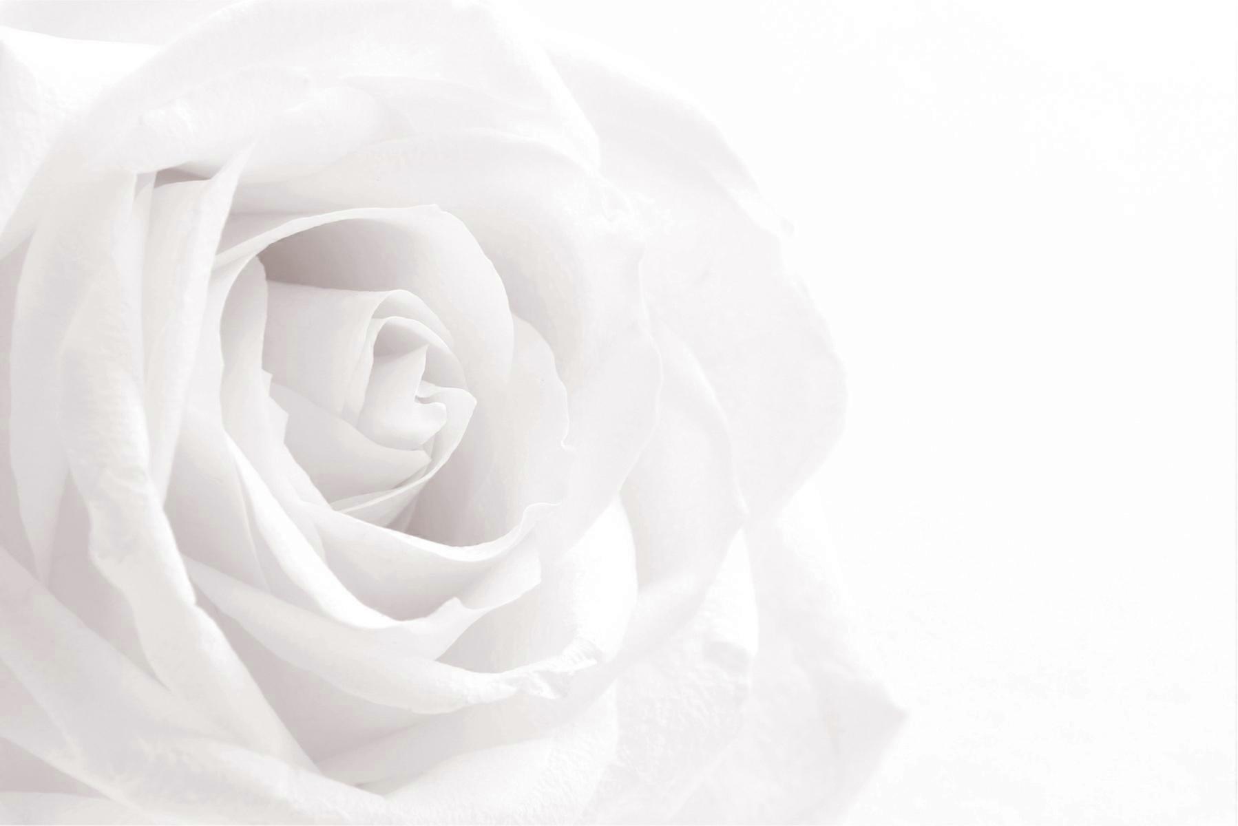 Vardagsrum väggmålning Vit sovrum ros natur