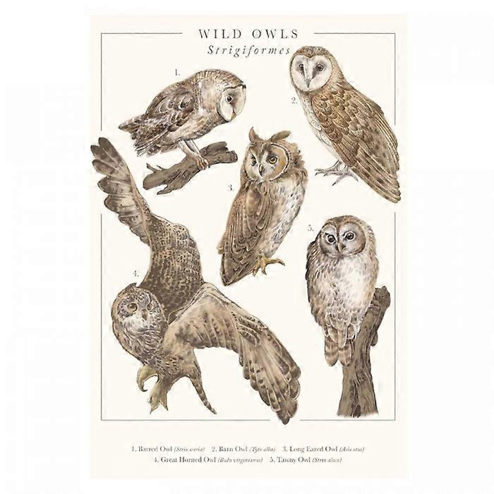 Tall Boy Prints Wild Owls Print