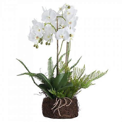 Hill Interiors Orchid And Fern Garden