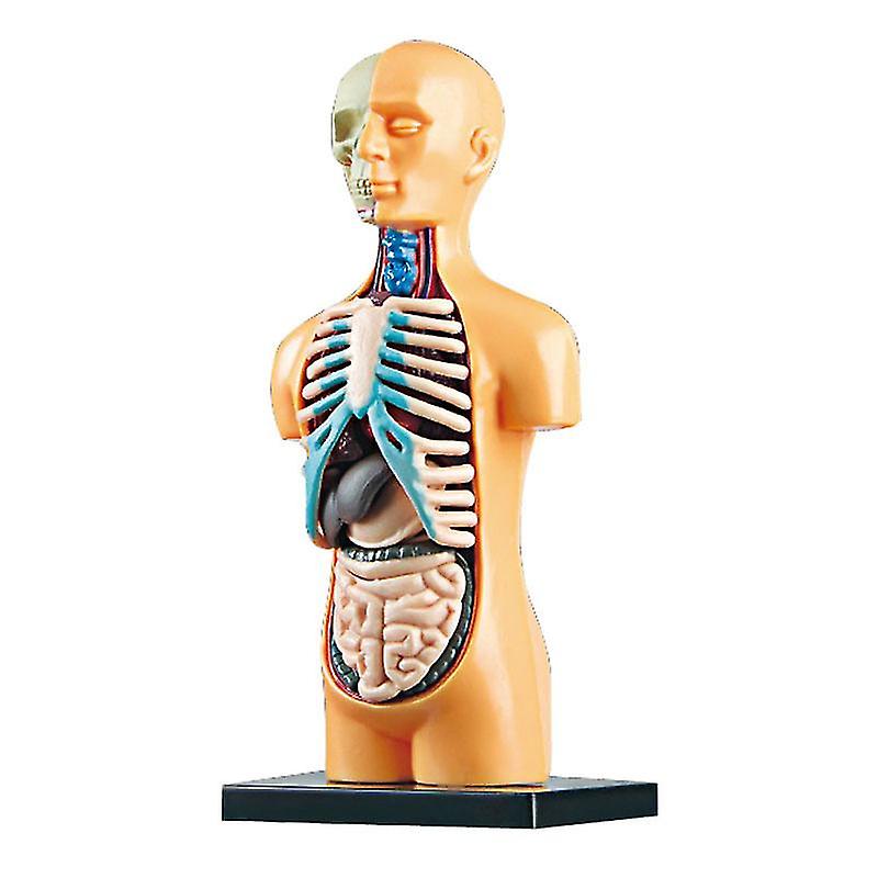 3d Human Torso Model Assembly Diy Human Organ Teaching Tool, 25*25*5cm