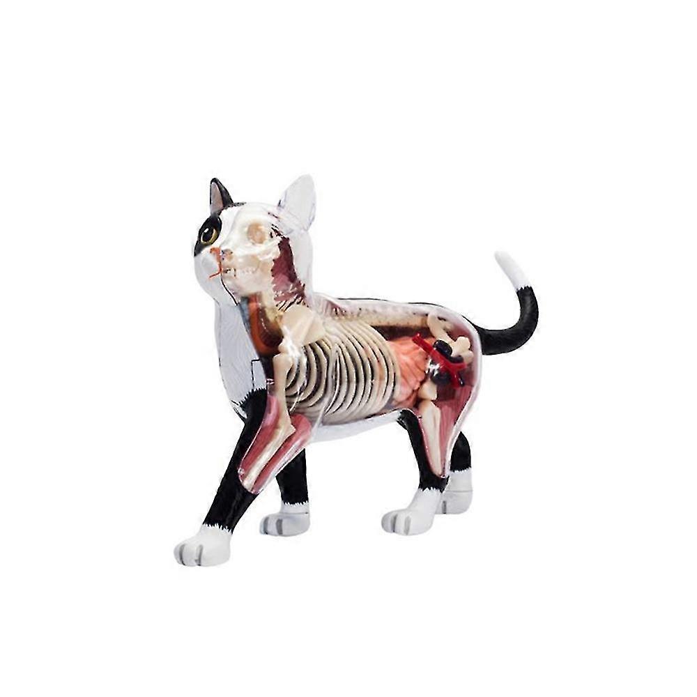 Anatomia organelor animale Model 4D Cat Intelligence Asamblare Jucărie Predarea Anatomiei Model Aparate DIY