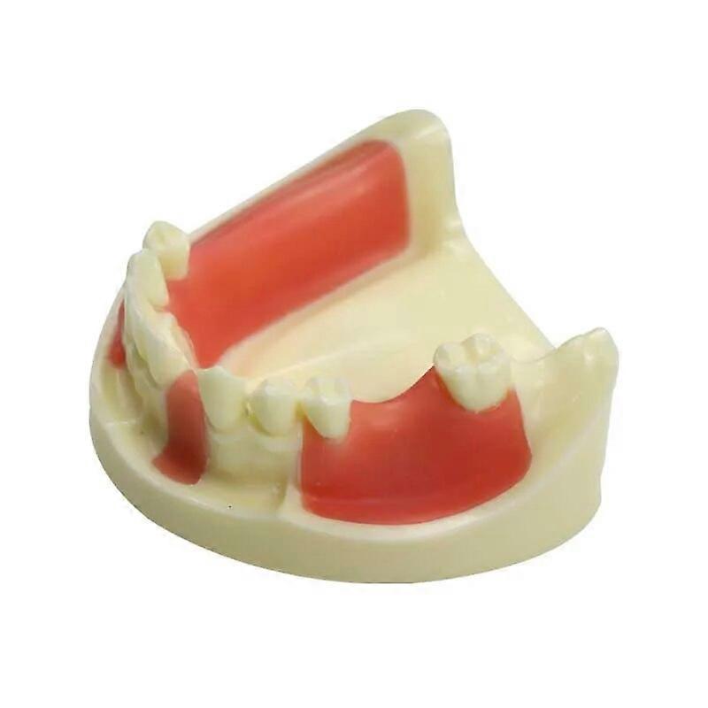 歯のモデル下顎歯肉モデル、歯が欠けている歯科医の学生研究歯のモデル