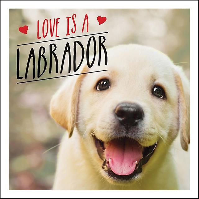 Love Is A Labrador by Charlie Ellis Paperback Book