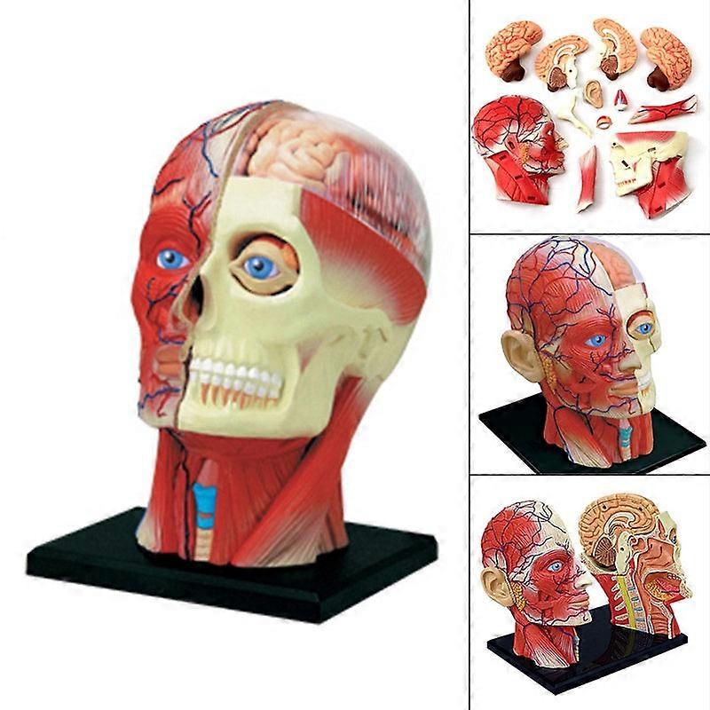 4D Assembled Humans Anatomical Model - Exploded Skull Education Sciences Skeleton Head, Anatomia Teaching Supplies