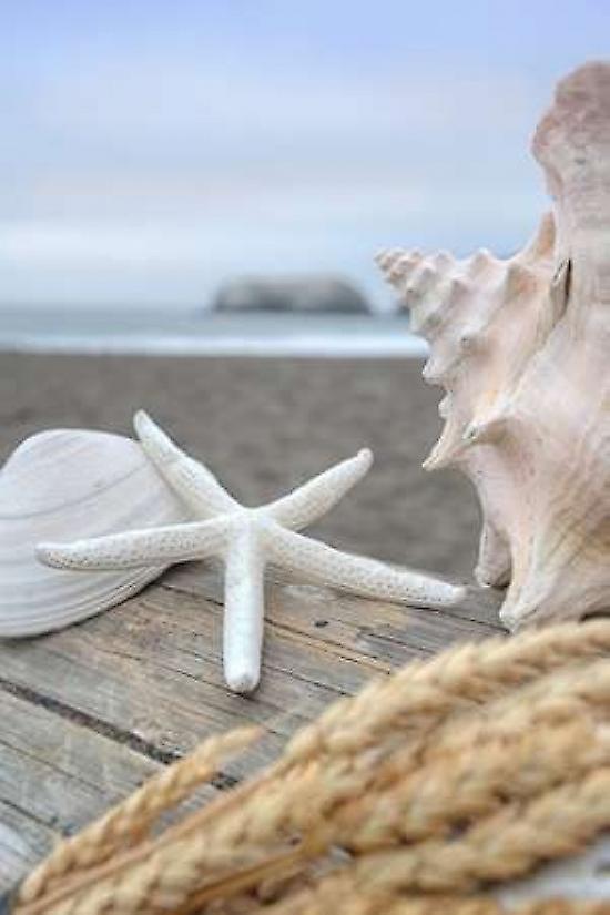 Crescent Beach Shells 12 Poster
