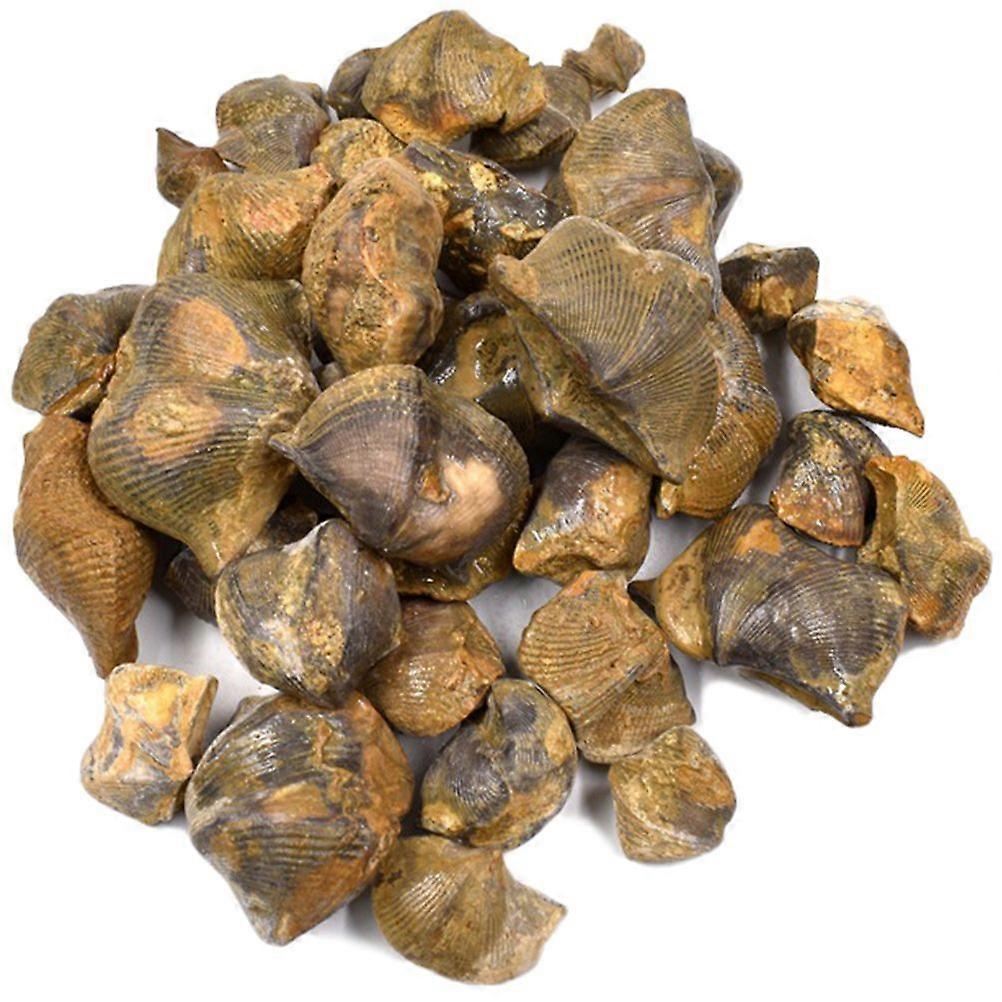 1 Pack Brachiopod Fossils Table Ornament Classroom Teaching Fossils Decor