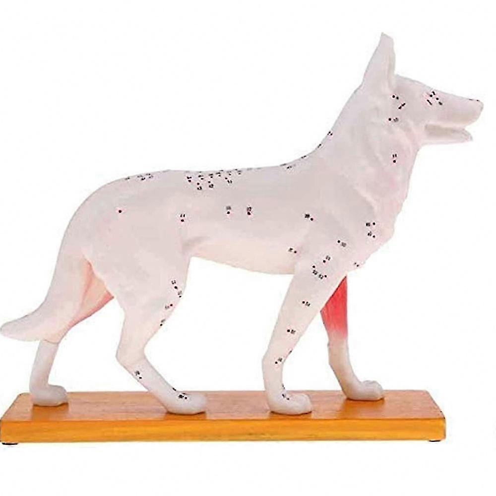 Clear Acupuncture Point Reference, Anatomical Dog Model with 72 Acupuncture Points, Study Model