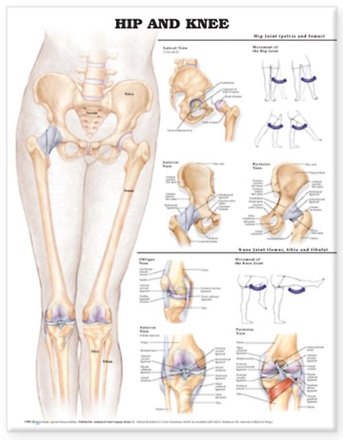 Hip And Knee Anatomical Chart Paperback Book