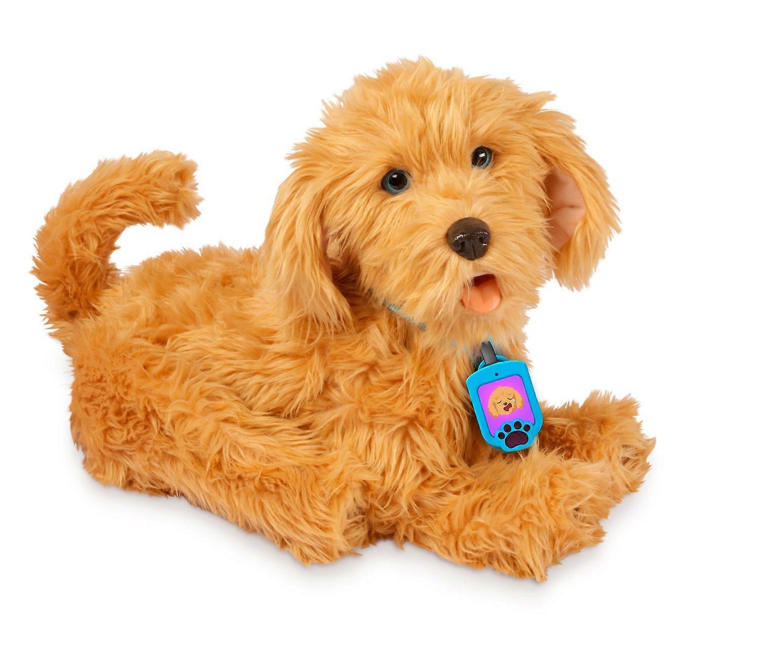 Mon ami flou Moji Labradoodle
