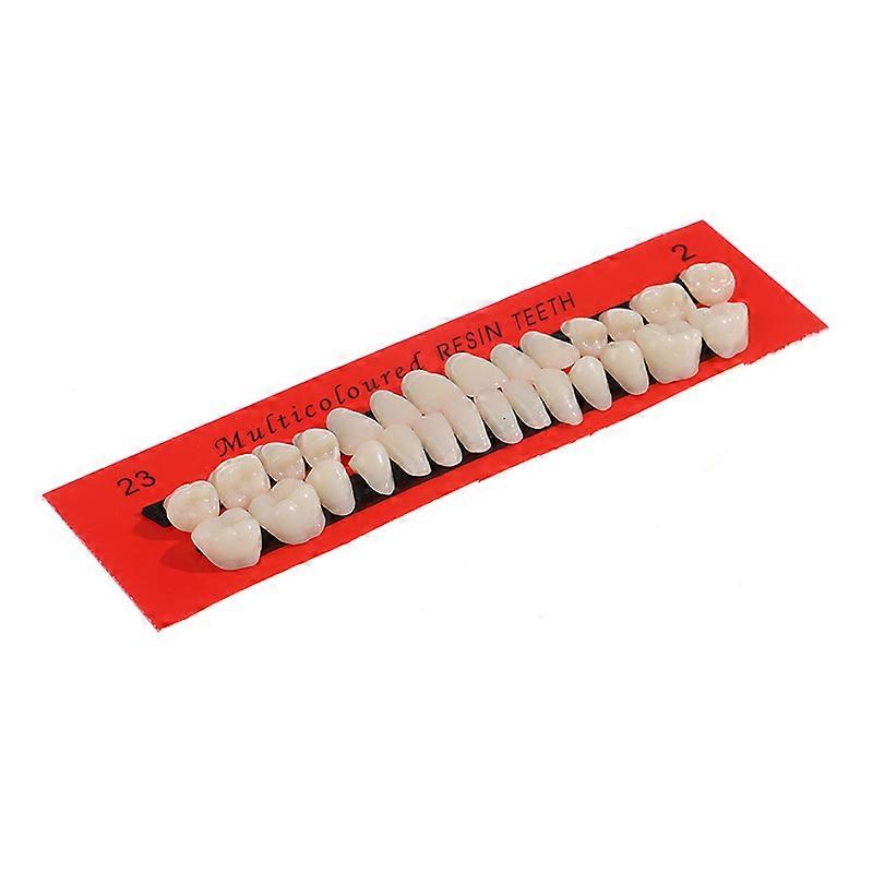 28PcsSet False Teeth Dental Material Teeth Teaching Model Dedicated Teeth Resin Teeth Model Durable Dentures Universal Resi