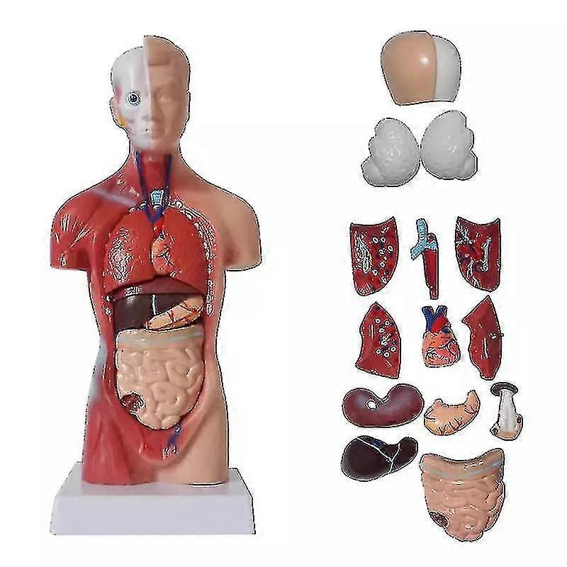 Unisex Torso Umano Anatomia Modello Anatomico Organi Interni Sistema Scheletrico