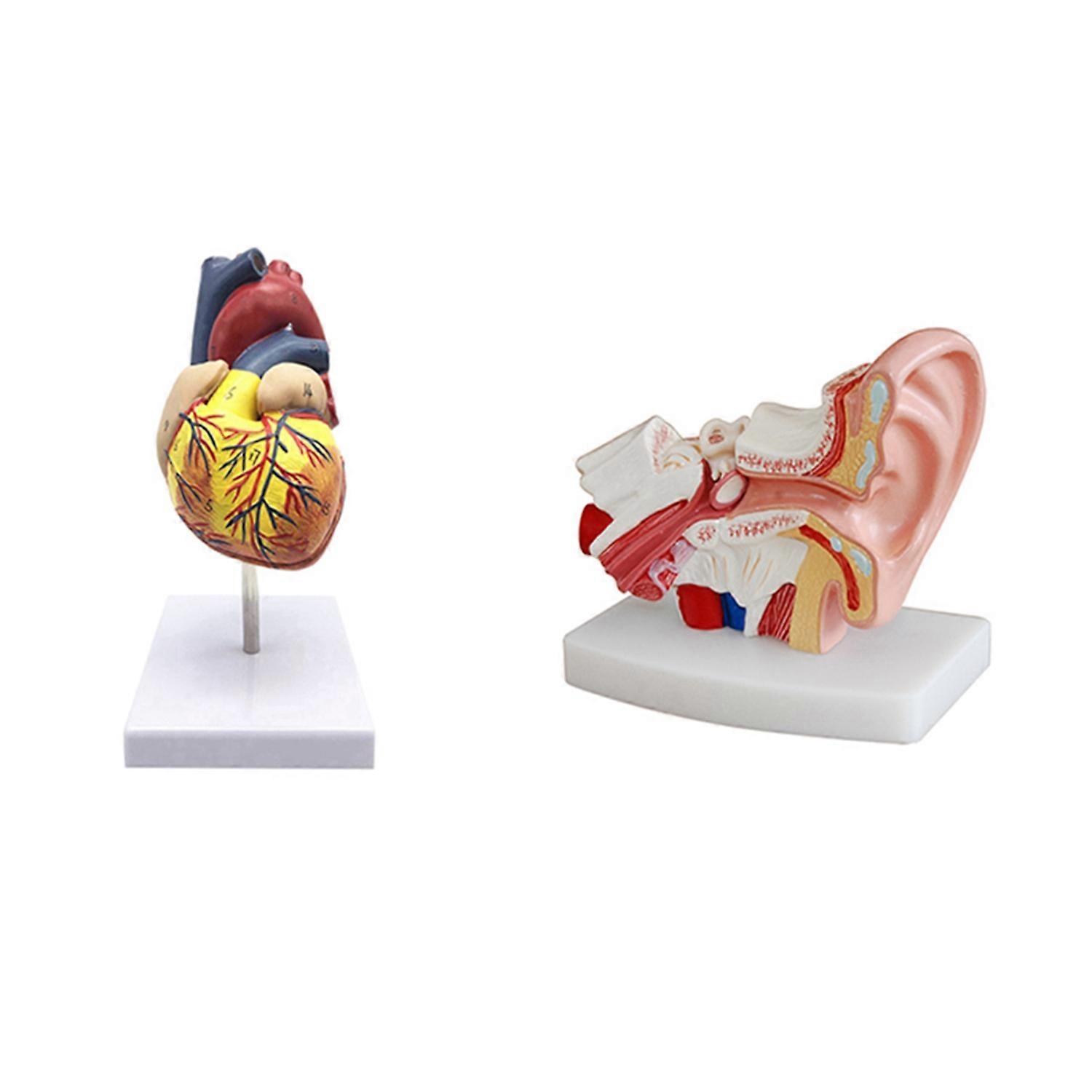 1: 1 Human Heart Model, Anatomically Accurate Heart Model & 1.5 Times Human Ear Anatomy Model Showi