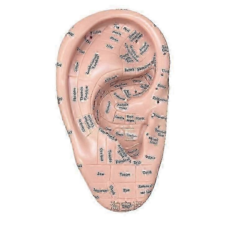 Ear Acupuncture Model Professional Reflexology Acupoint Learning Display Laboratory Supplies