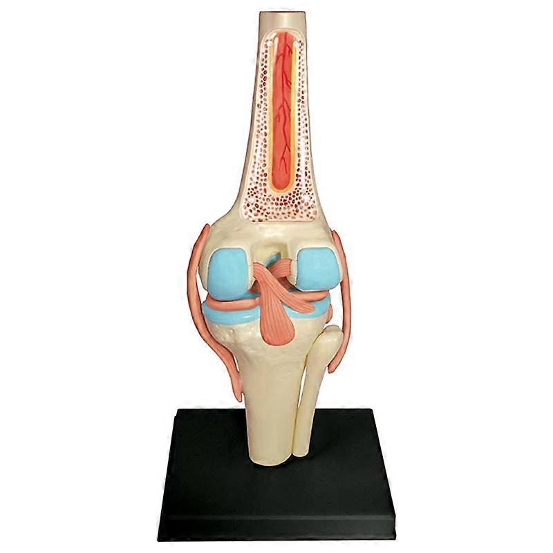 Medical Torso Human Body Model Education Knee Joint Organs Model for Student Teaching Study Assembli