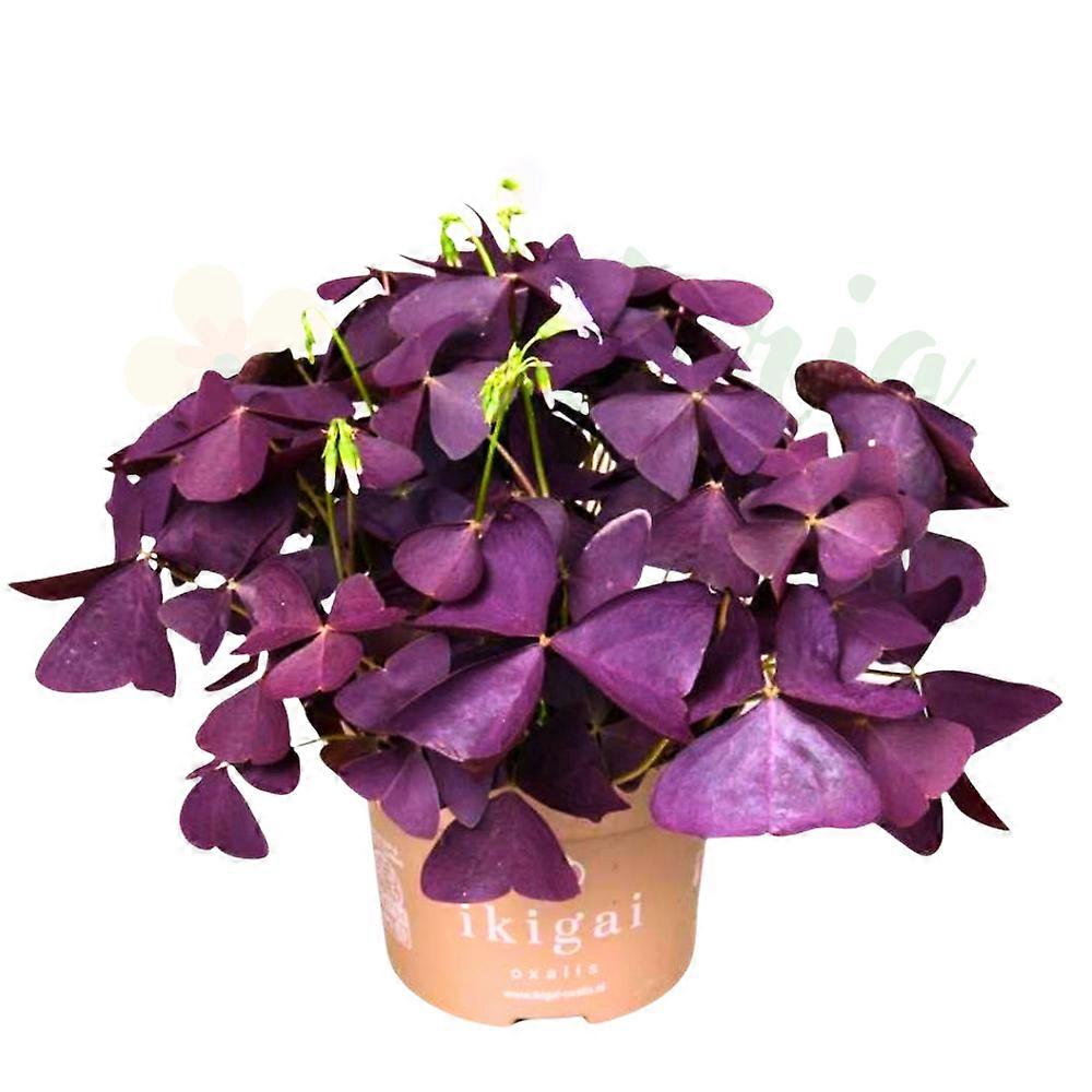 Oxalis triangularis 'Mijke' Ø12cm