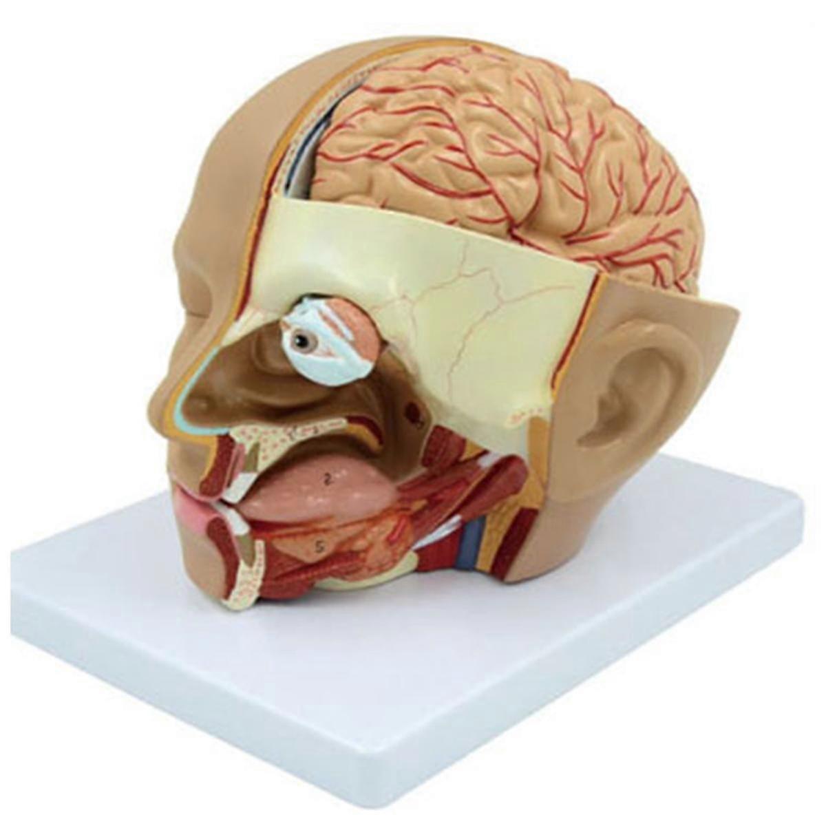 Human Head Anatomy Model Head Brain -Section Anatomy for Science Classroom Education Learning Teaching Display