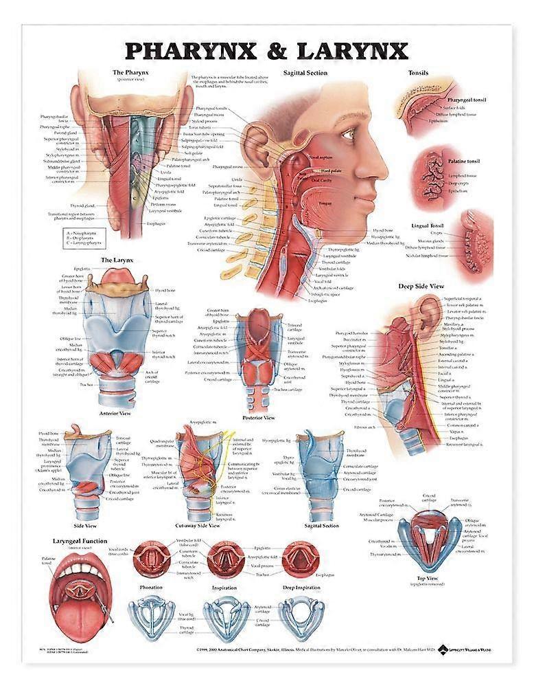 Pharynx and Larynx Anatomical Chart