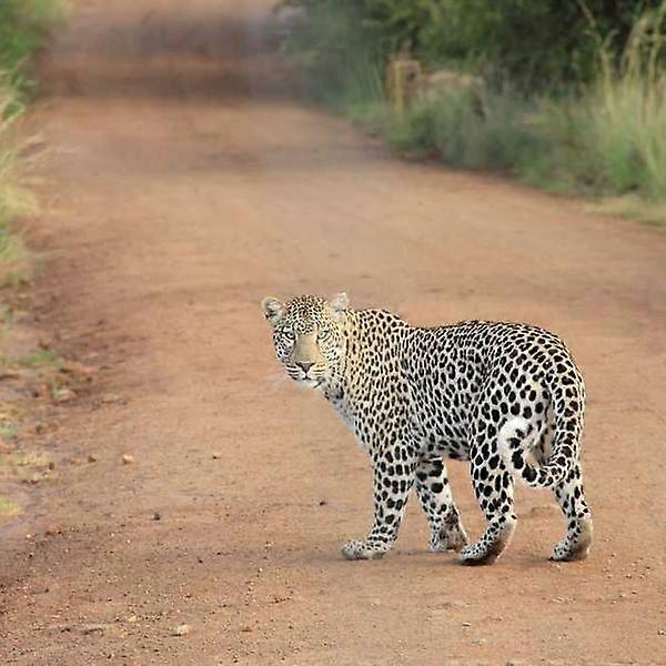 Vibration Bass Transducer