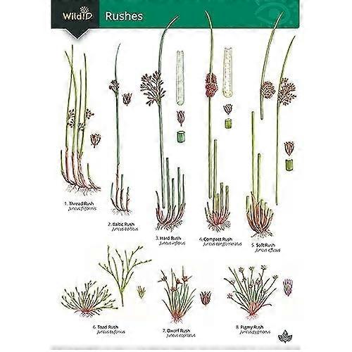 Guide to rushes (FSC fold-out chart)