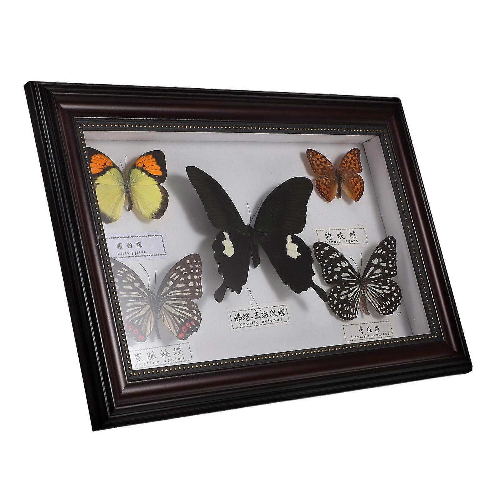 Handmade Butterfly Specimen Frame Decor for Home Creative Wall Art Accent Framed Insect Display for Desk and Bookshelf