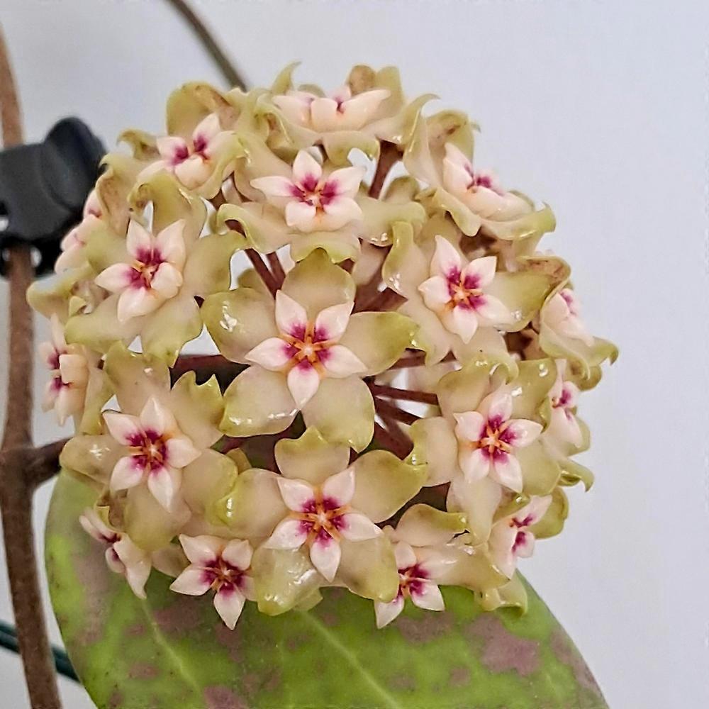 Hoya wibergiae Ø6cm