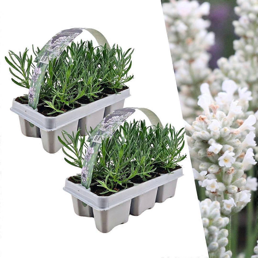 Lavendel angustifolia wit | 12 stuks - 15cm - Ø7cm