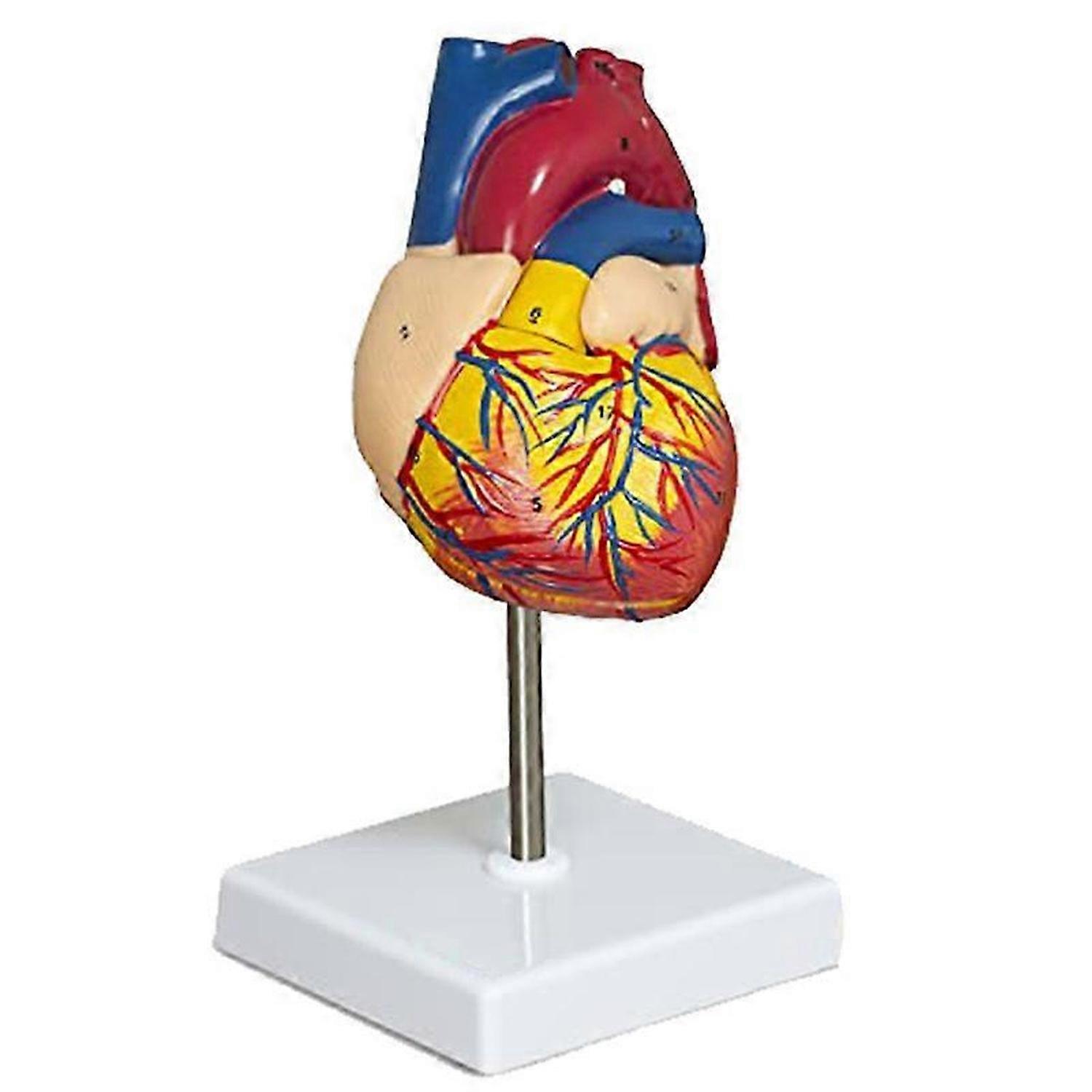 Heart Model, 2-Part Deluxe Life-Size Human Heart Model Anatomy with 34 Anatomical Structures, Anatom
