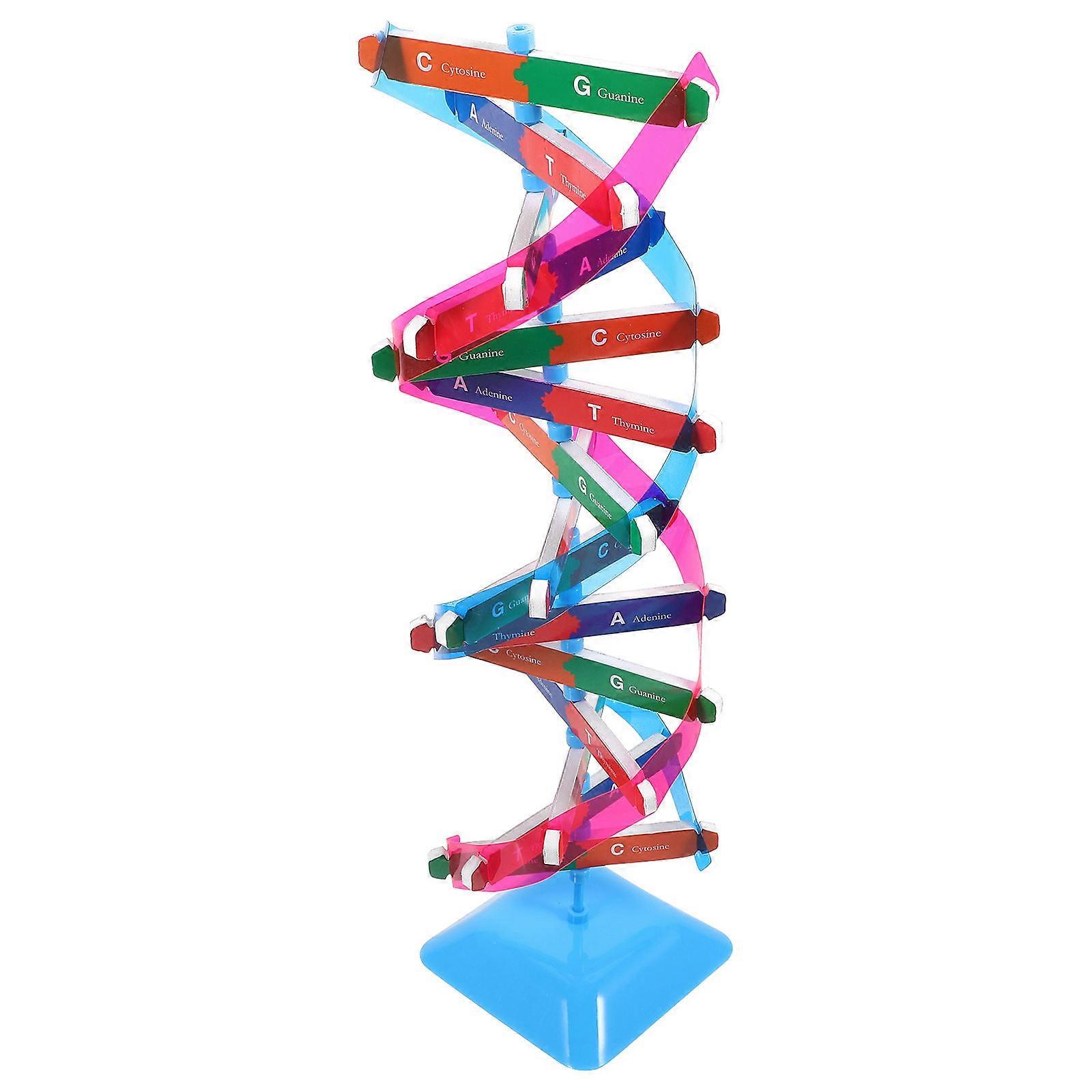 Dna Model Biology Teaching Aid for Science Educational Kit 1Set