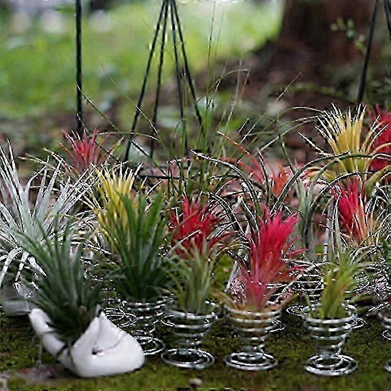 Lot de 4 plantes aériennes faciles d'entretien pour la décoration intérieure, sans terre, idéales pour les compositions en vase (HheJ2)