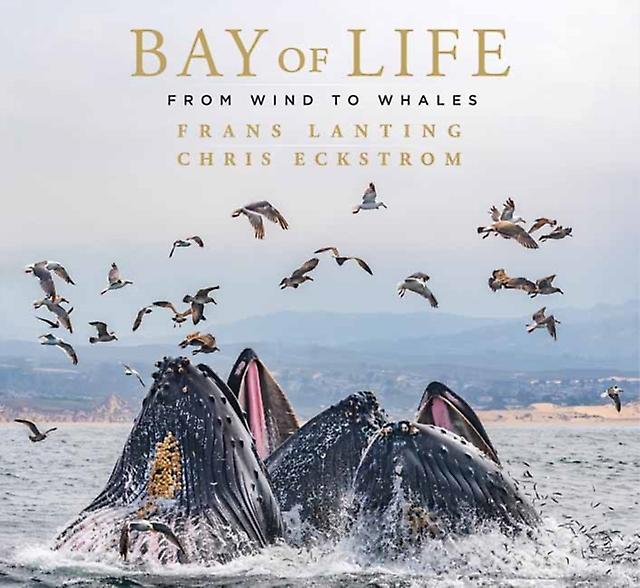 Bay Of Life by Chris Eckstrom Hardback Book