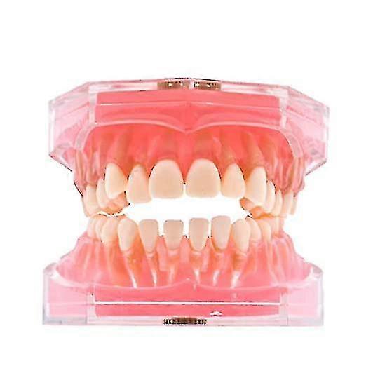 Removable Tooth Model Silicone Material Soft And Bendable Tooth Model Laboratory Material Teaching Tool 1 Piece Flesh Pink Baoji En Vedette
