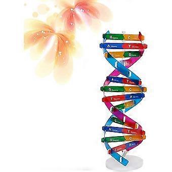 Kit Modello DNA Geni Modelli DNA Divulgazione Scientifica A Doppia Elica Kit Modello DNA, Geni Doppia Elica Modelli DNA For Sussidi Didattici In Aula Self