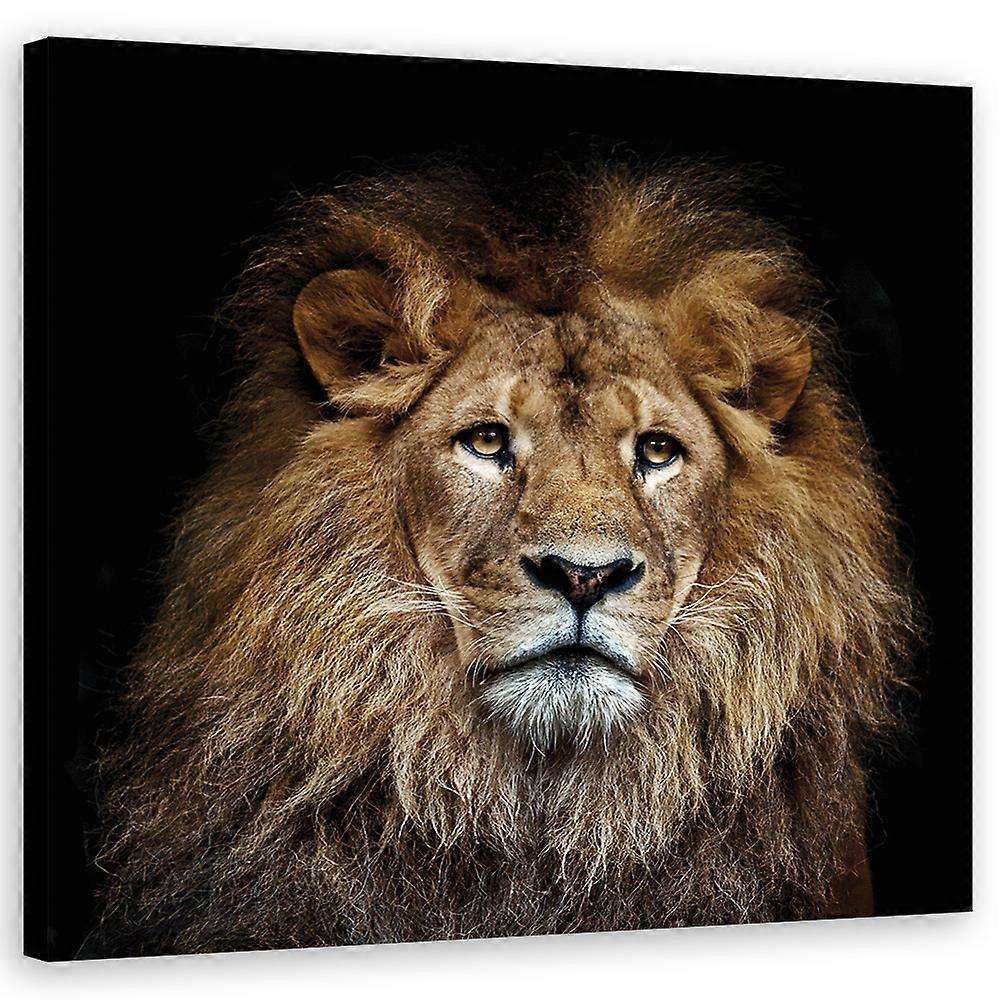 Lienzo, Animales, león, naturaleza - 40x40