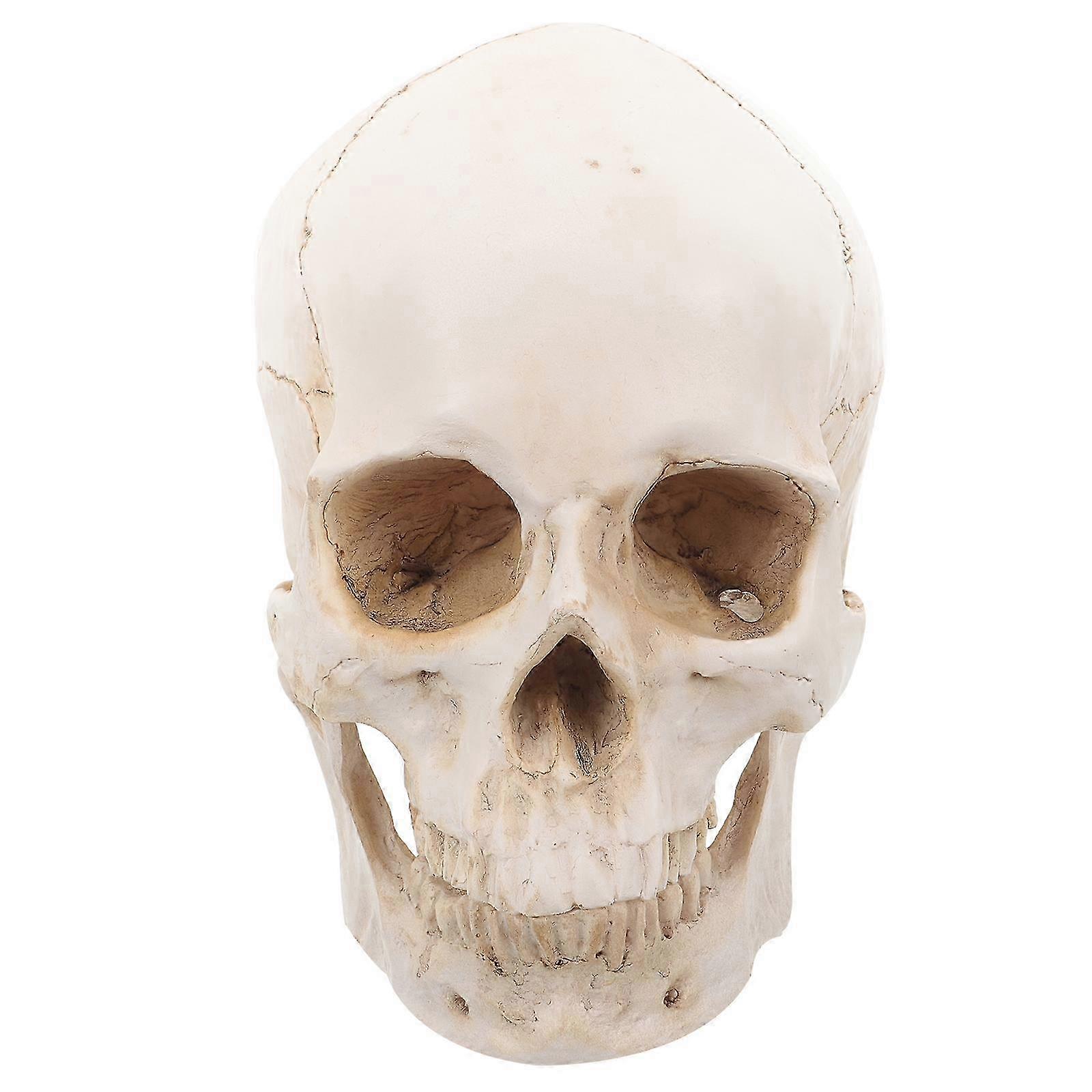 2025 Medical Skull Model Detachable Human Skull Model Realistic Human Skull Model for Education