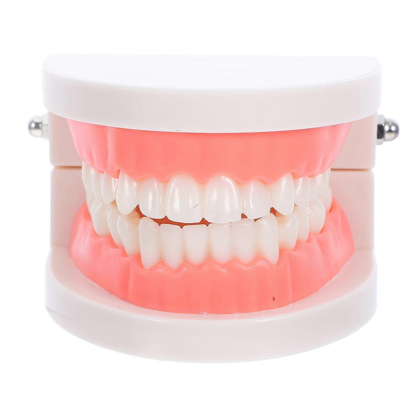 子供のための歯科タイポドントモデル幼稚園のための口頭教育ツール虫歯ブラッシングモデル教育用プラスチック歯モデル