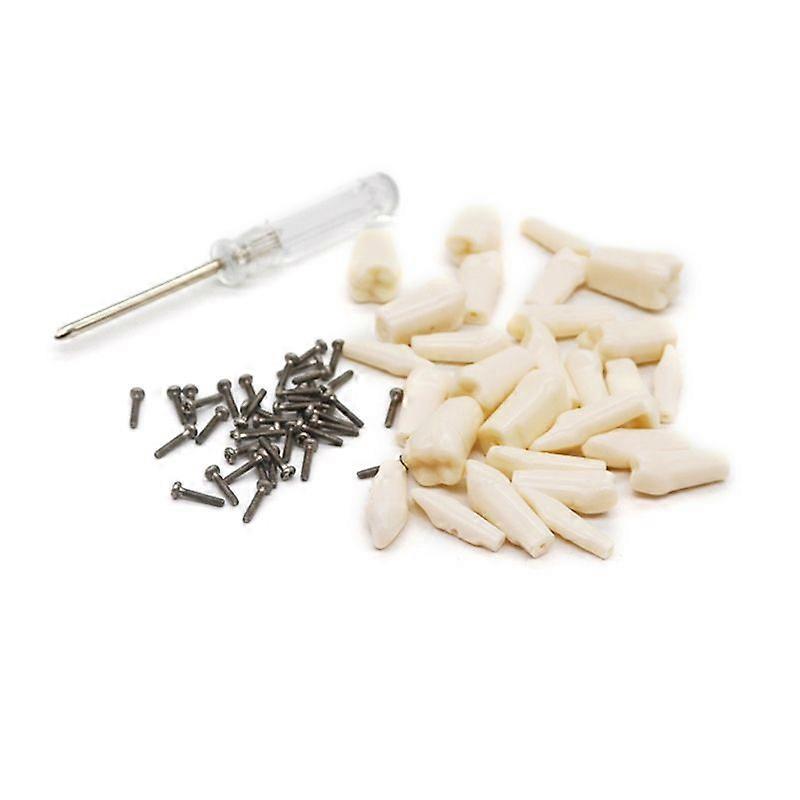 Dental Demonstration Teeth Model With All Removable Teeth Standard Study Teach