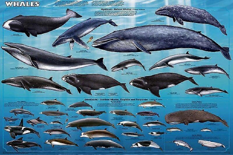Jigsaw Puzzle Whales Educational Classroom Chart FOO1547