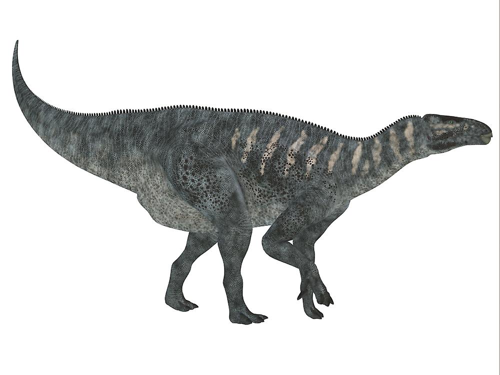 Iguanodon dinosaur, white background. Poster