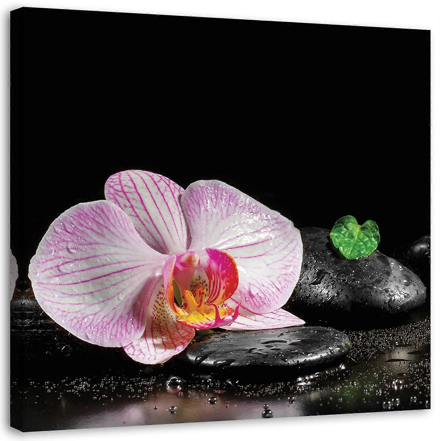 Leinwandbild, Blühende Zen-Orchidee - 30x30