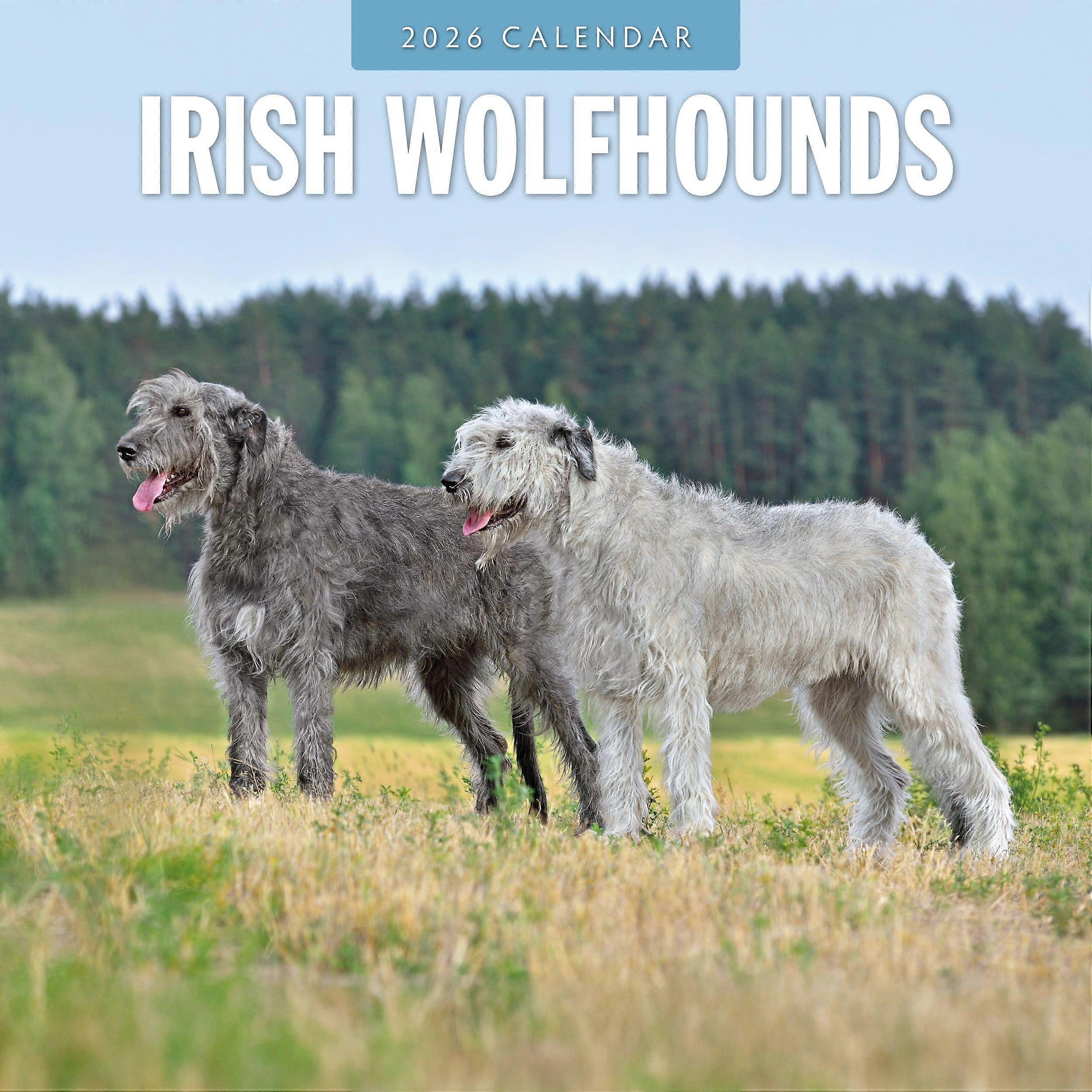 Red Robin Irish Wolfhound Calendar 2026