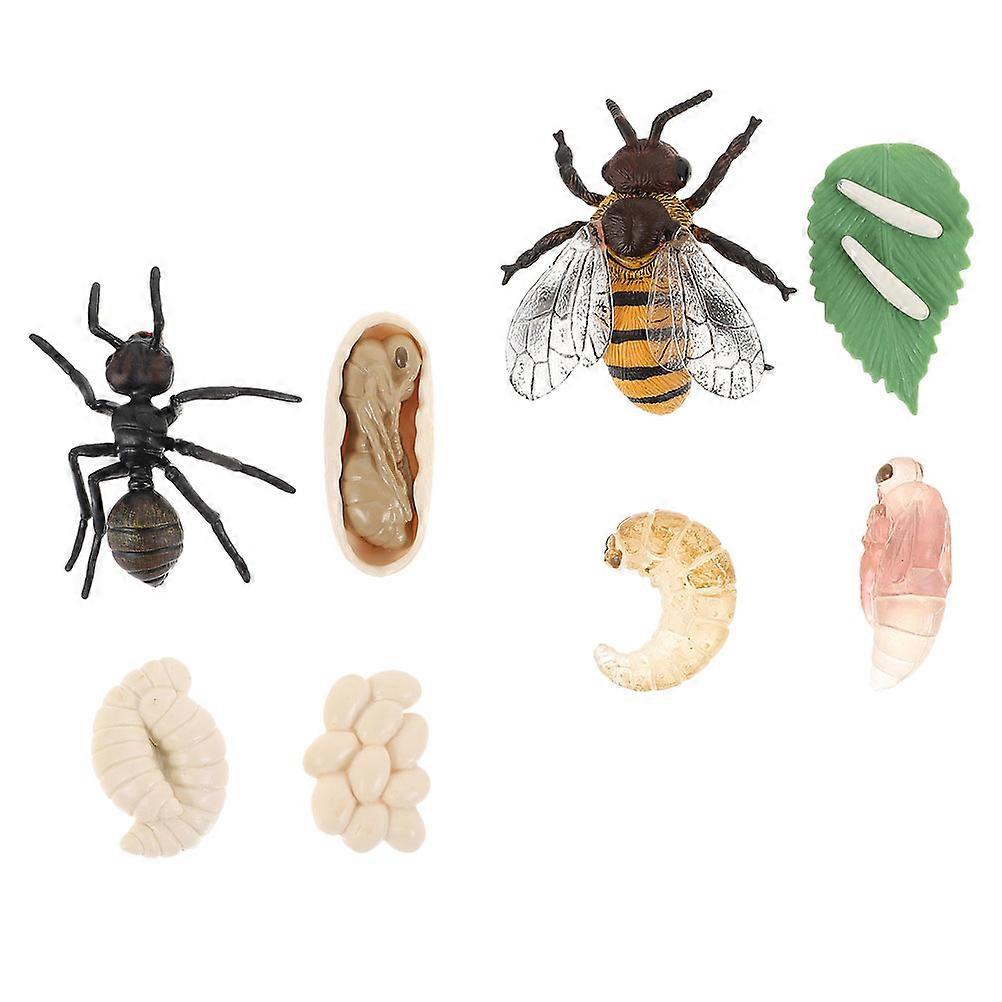 Plastic Life Cycle Figurines Bee and Ant for School Teaching 4Sets