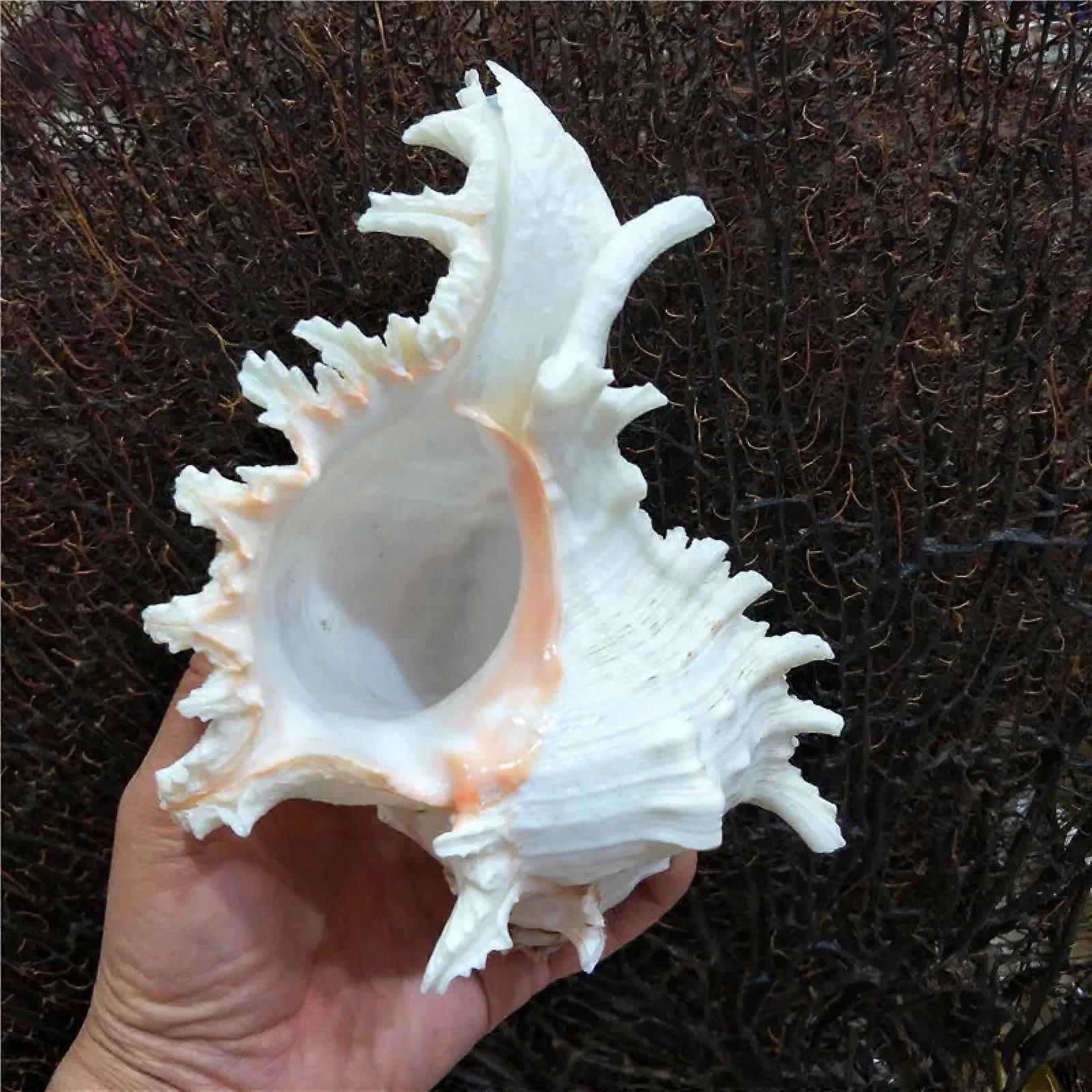 Large Seashell Decor 16cm18cm Authentic Coastal Display for Home Crafts and Event Styling