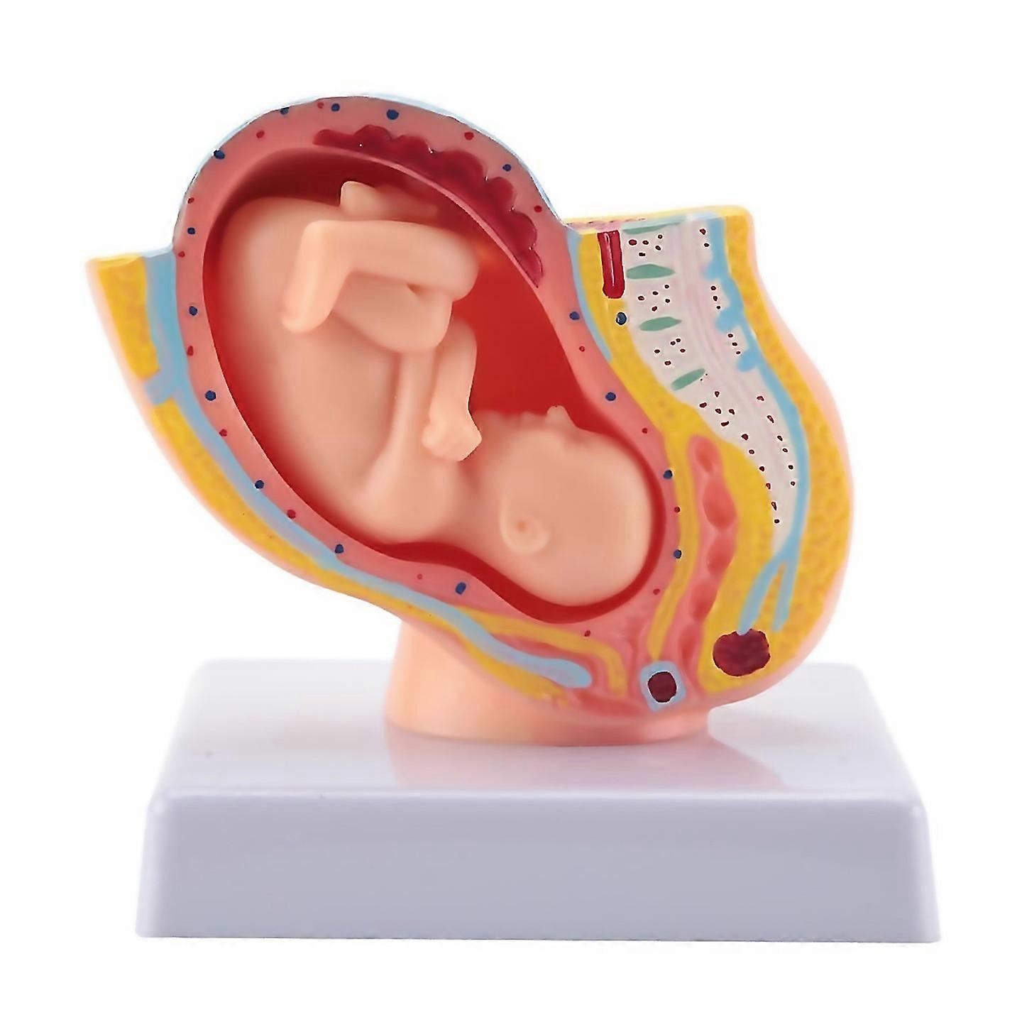 For Human Pregnancy Fetal Development 9th Month Embryonic Pelvic Model