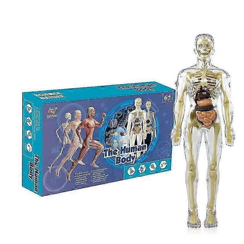 Clear Human Body Structure Model,3D Anatomy Figure Kit Removable Organs, Bones
