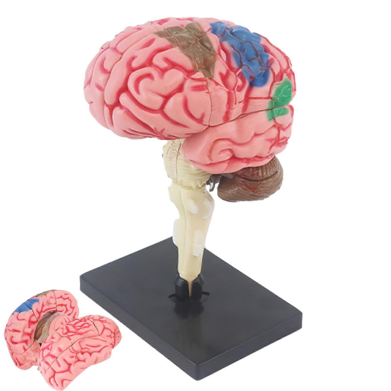 Human Brain Model with ColorCoded Anatomy for Educational Classroom Display, Detailed PVC Neural Structure