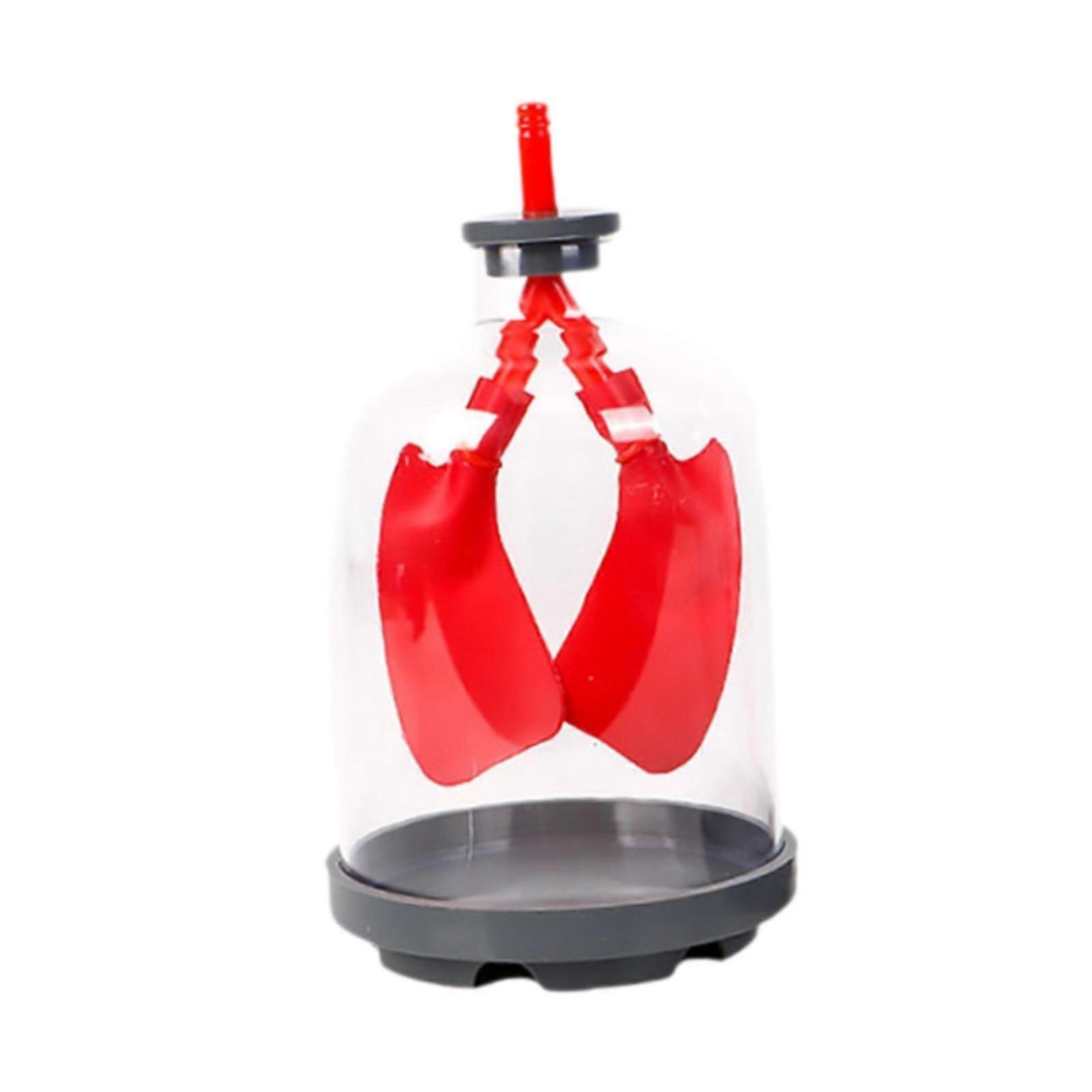 Lung Breathing Demonstration Model Lung Respiration Model for Children Teens red