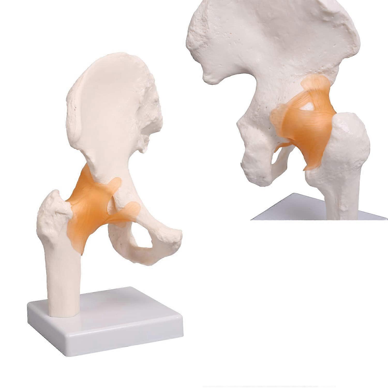 Anatomical hip model lifesized human hip bone model with a part of the pelvis with movable bones, joints and ligaments hips 14 x 11 x 25 cm