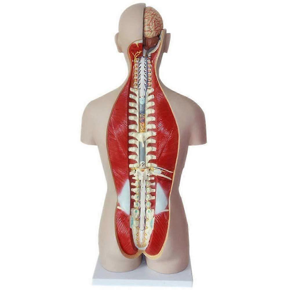 Human Torso Anatomy Model 85cm Life Size with Removable Organs for Classroom Teaching