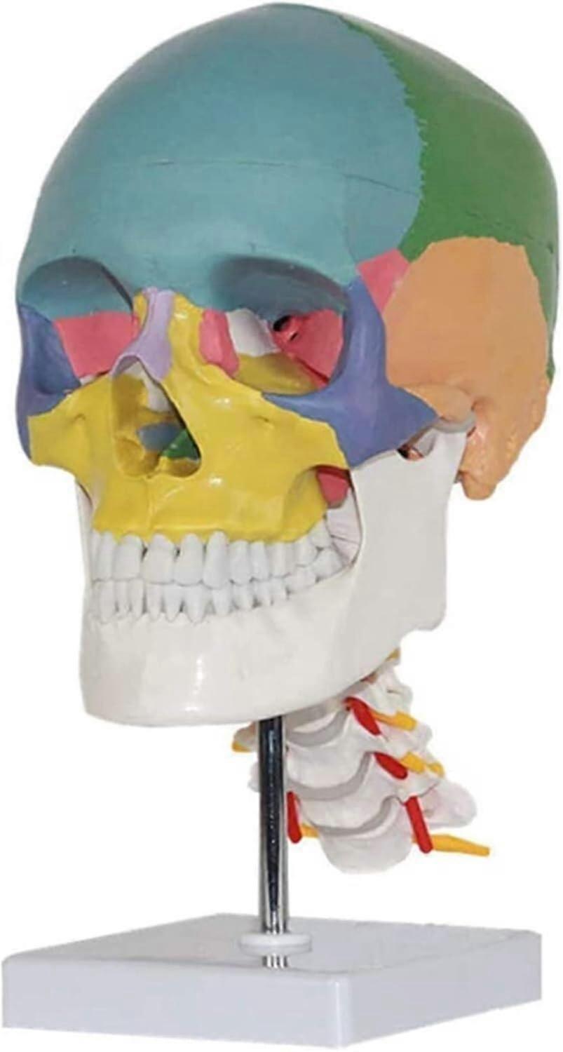 Human Skull Model with Cervical Vertebrae, ColorCoded Anatomical Skull, LifeSize ThreePart Design