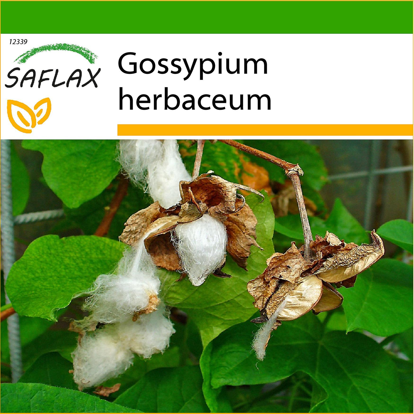 Saflax - 12 tohum - Substrat ile - Levant Pamuk - Cotonnier - Cotone asiatico - Algodón - Topfbaumwolle